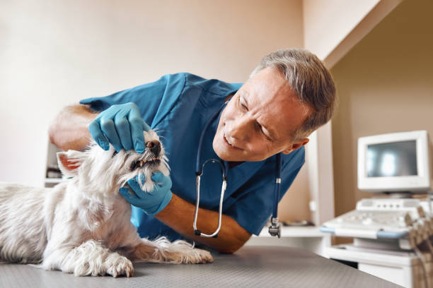 Best Mobile Emergency Dentist in Stormstown, PA